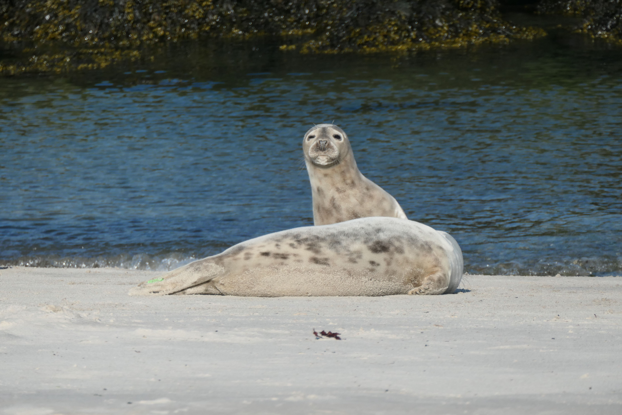 Helgoland 21